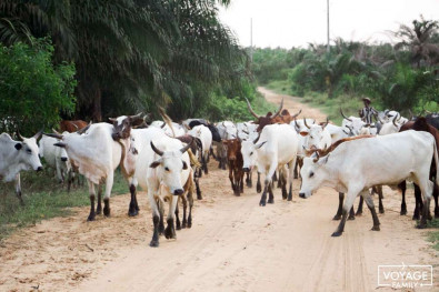 Ouidah lors d'un voyage au Bénin en Afrique de l'ouest